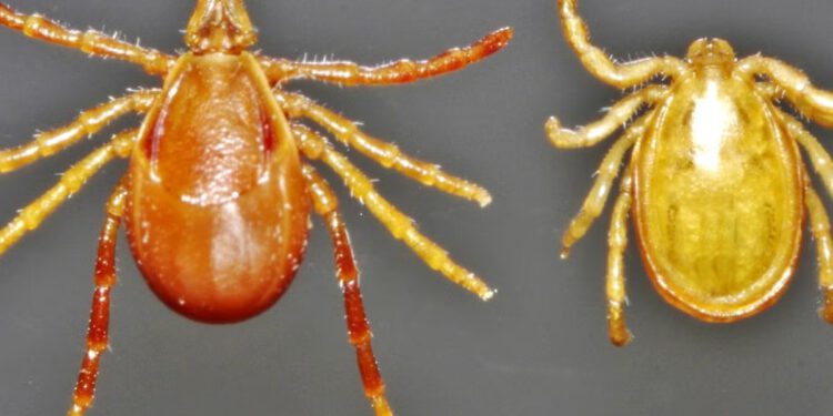 Tinejdžer prvi Australac koji je umro od alergije na meso nakon uboda krpelja