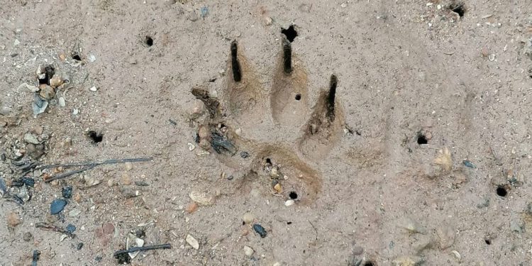 Čagljevi se skupljaju oko kontejnera usred Pule