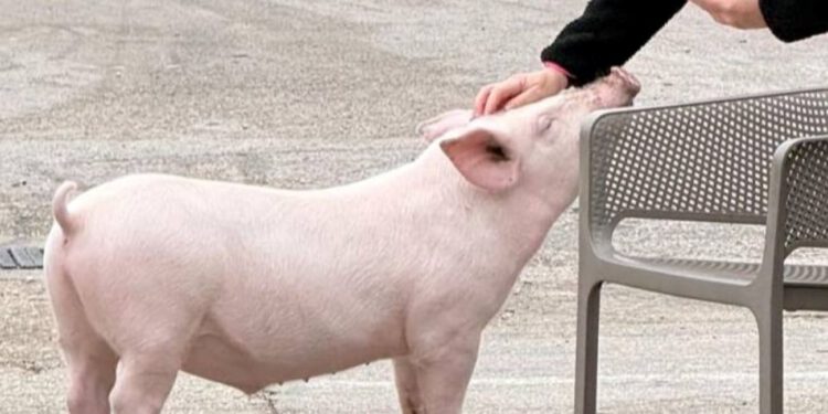 U Dalmaciji nestao prasac Gucci, sumnja se da je ukraden