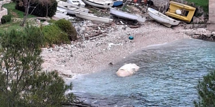 U viškoj uvali more nanijelo sisavca od 6 metara u raspadnutom stanju