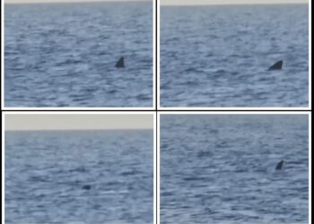 VIDEO Golema psina kod Cresa