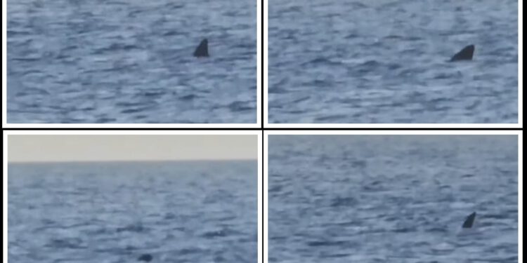 VIDEO Golema psina kod Cresa