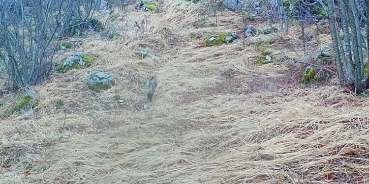 VIDEO Kamere na Svilaji snimile rijedak prizor. Pogledajte o čemu je riječ