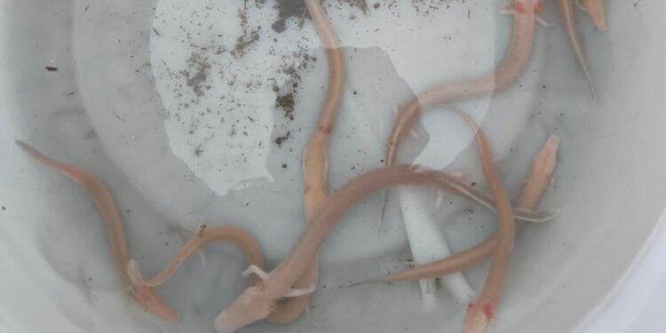 VIDEO Nakon obilnih kiša u Splitsko