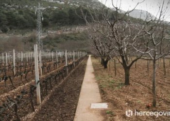 VIDEO Vinogradari u Hercegovini krenuli s rezidbom, očekuju još jednu dobru godinu