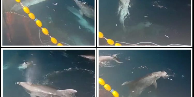 VIDEO Zadarski ribari objavili snimku dupina koji im “provaljuju” u mreže i “kradu” srdele