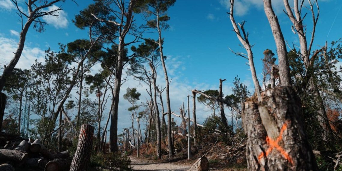 Zatvara se dio Park-šume Marjan: Od ponedjeljka zabrana kretanja zbog sanacije stabala