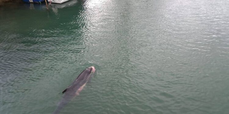 Ženka dobrog dupina i dalje je uz mrtvog mladunca. Na svijet je došao – prerano