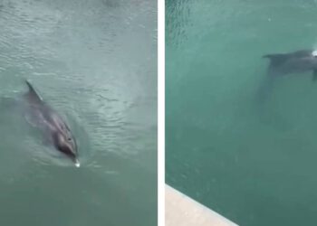 Ženka dupina koja je uplivala u rijeku Jadro u teškom je stanju