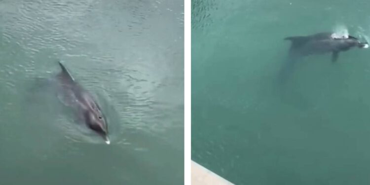 Ženka dupina koja je uplivala u rijeku Jadro u teškom je stanju