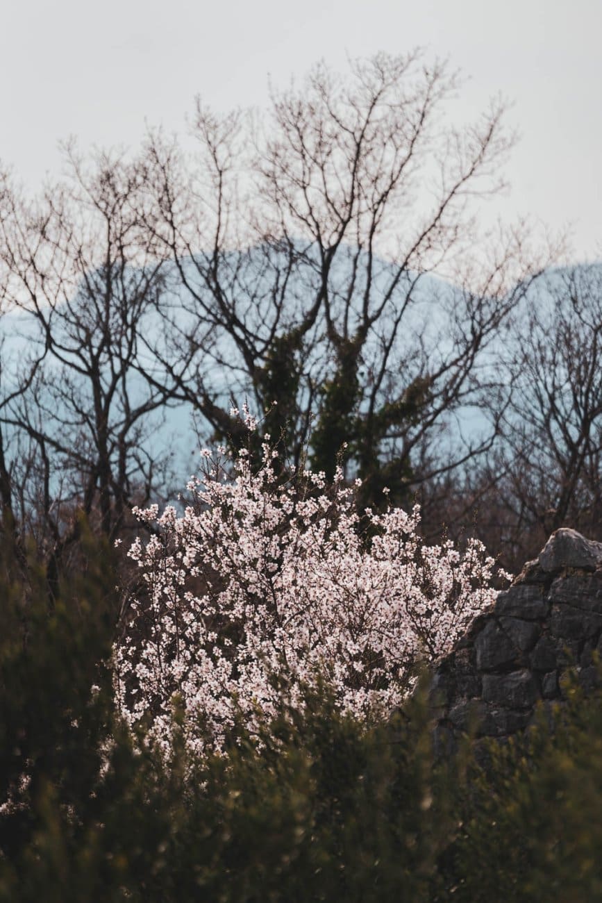 3 3 rascvali badem 12