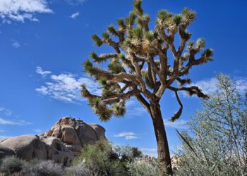 Aktivisti ogorčeni nakon što je rudarska tvrtka objavila planove za iskopavanje elemenata rijetke zemlje u blizini američkog nacionalnog parka