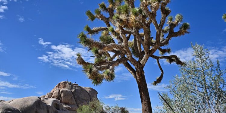Aktivisti ogorčeni nakon što je rudarska tvrtka objavila planove za iskopavanje elemenata rijetke zemlje u blizini američkog nacionalnog parka