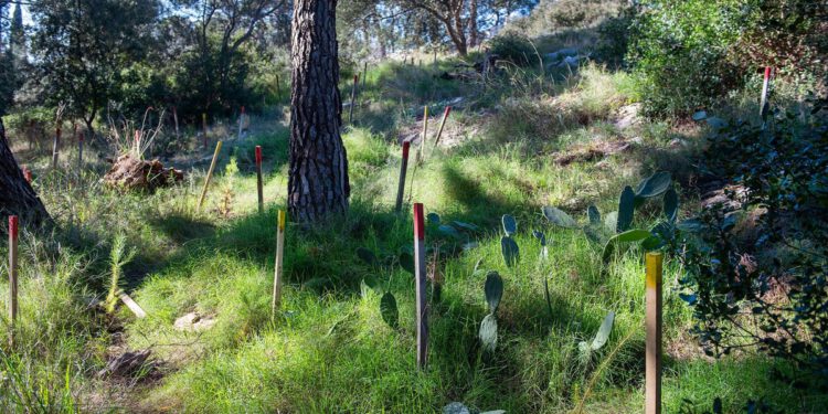 Dugoročno očuvanje zelenih pluća grada!