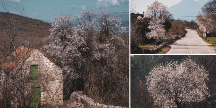 FOTO Procvjetali su bajami po Imotskoj krajini. Prizori su nestvarni