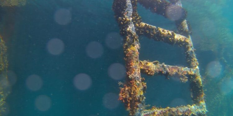 Invazija u podmorju: Strane alge i beskralješnjaci urušavaju raznolikost Jadrana