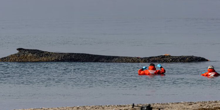 Kit koji se nasukao uz njemačku obalu potiče utrku s vremenom kako bi spasio život sisavcu