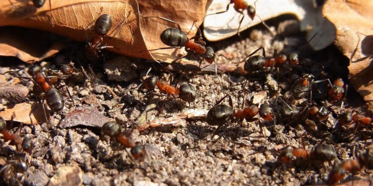Mravi pod stresom – Što nam oni otkrivaju o onečišćenju i globalnom zatopljenju?