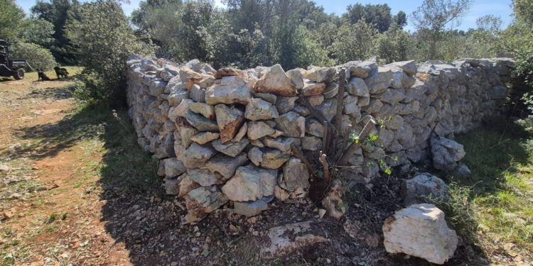 Na 22 lokacije na Olibu spašeni suhozidi: “Kamen treba poštovati”