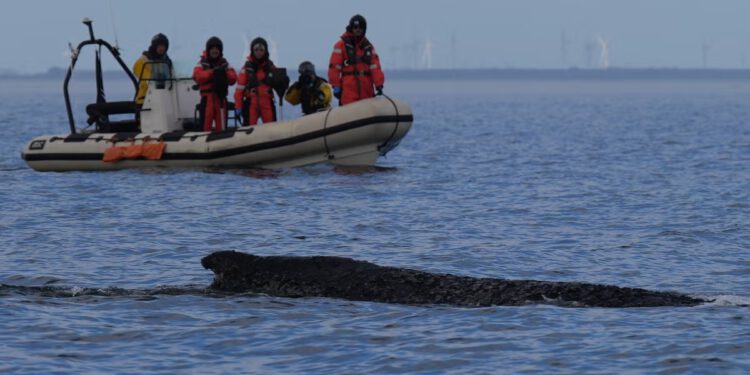 Njemački kit: Mama zarobljena blizu njemačke obale slobodno pliva nakon nekoliko napetih dana