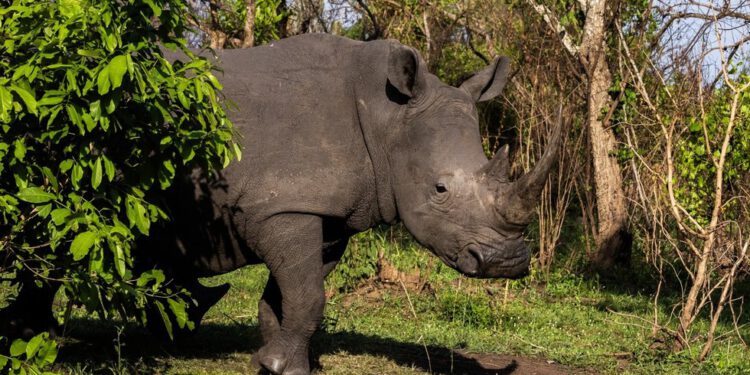 Nosorozi ponovno u afričkom parku prvi put nakon 40 godina (SLIKE, VIDEO) — RT Africa