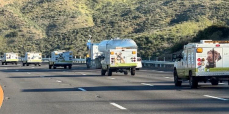 Oko 700 pasa i mačaka spašeno u velikoj akciji zaštite životinja u okrugu LA