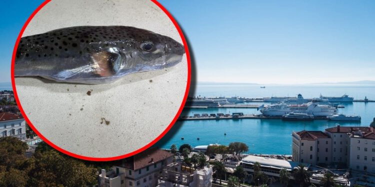 Opasna invazivna riba ulovljena kraj Splita, znanstvenici upozoravaju na njen otrov