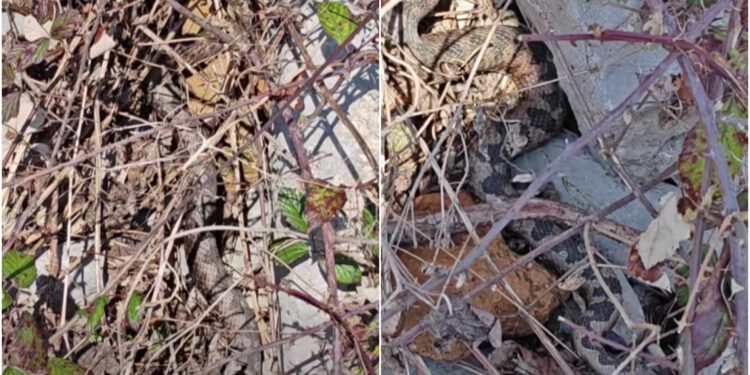 Otac i sin u Gorskom kotaru naišli na pet poskoka: Reakcija roditelja šokirala Hrvate