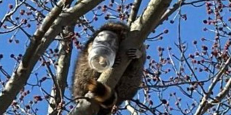 Pohlepnog rakuna s teglom maslaca od kikirikija zaglavljenom na glavi spasili su ga vatrogasci