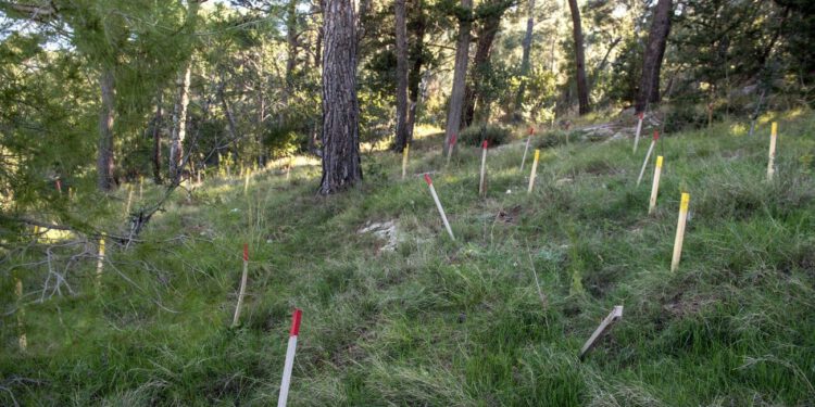 Posađeno 15.000 sadnica na Marjanu