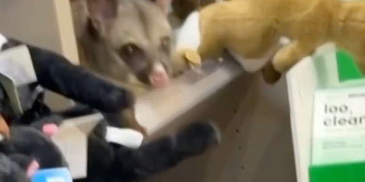 Pravi oposum šokira osoblje nakon što se sakrio među igračkama u suvenirnici australske zračne luke