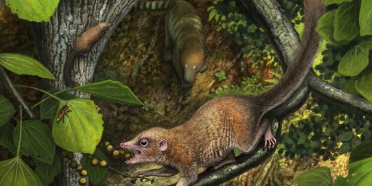 Purgatorius: Sićušni fosil pronađen u Coloradu nudi tragove o tome kako je ljudski predak nadživio dinosaure