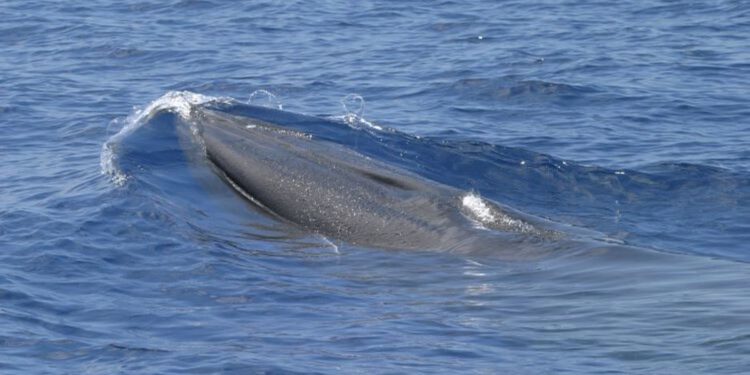 Riceov kit: Ugrožena vrsta kojoj prijete Trumpovi planovi bušenja u Zaljevu