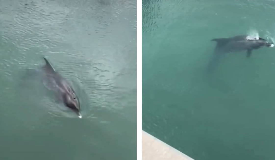 Uginula ženka dupina Skalina: "Nakon smrti mladunca uginula i ona"