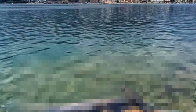 Uginula ženka dupina Skalina: "Nakon smrti mladunca uginula i ona"