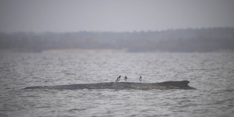 Strah od nasukanog grbavog kita ponovno raste zbog znakova ozljeda