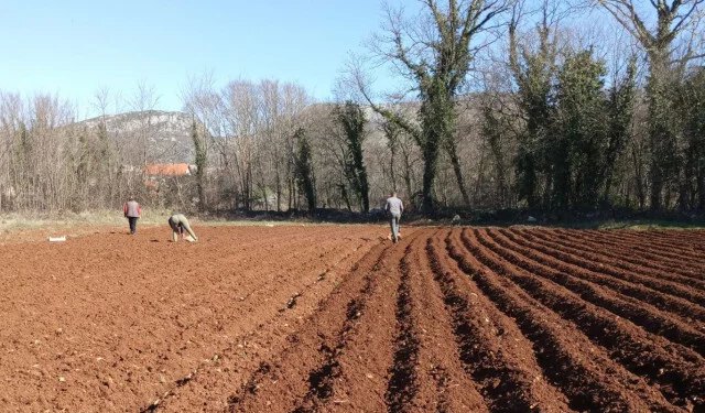 U Ljubuškom posađeno oko 85 posto ranog krumpira, proizvođači sada čekaju kišu