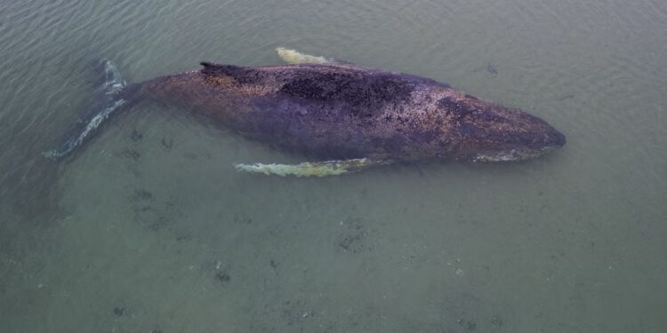 Unutar 76-satnog napora spašavanja nasukanog grbavog kita daje 0,1% šanse za preživljavanje