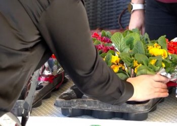 VIDEO Građani u Mostaru plastične boce zamijenili za sadnice cvijeća