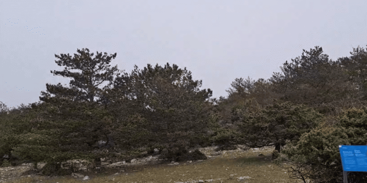 VIDEO Na Braču pada snijeg