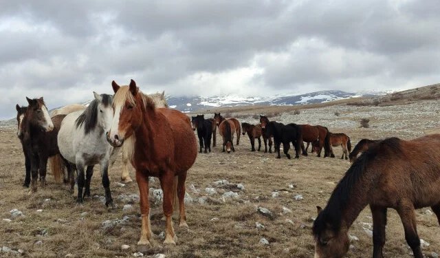 VIDEO Počela studija zaštite livanjskih divljih konja, obilježavanje GPS ogrlicama