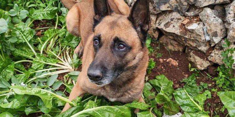 VIDEO Policijski pas nanjušio drogu zakopanu u vrtu, pronađeno 800 grama amfetamina