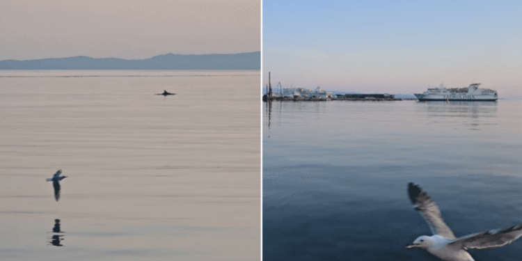 VIDEO U splitskoj luci snimljen dupin, pogledajte snimku