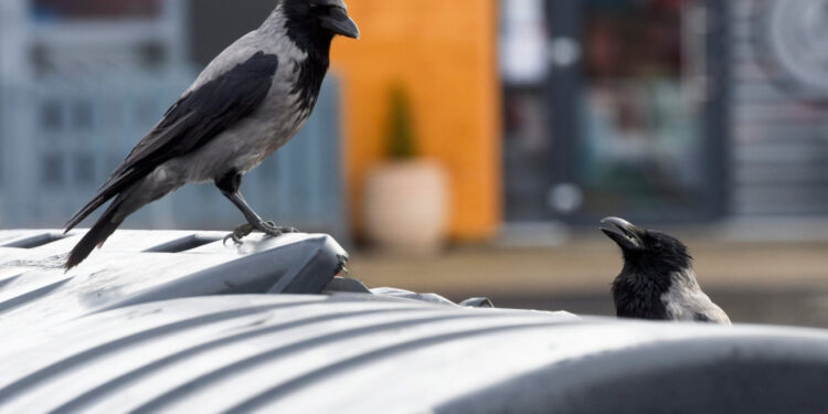 Vrane rade jako znakovitu stvar, fizičar ukazao: ‘Pogledajte što je padalo po Zagrebu’