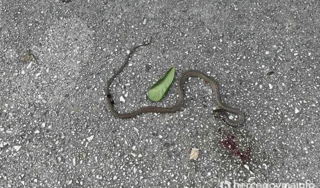 Zmija u mostarskom naselju, vatrogasci brzo reagirali