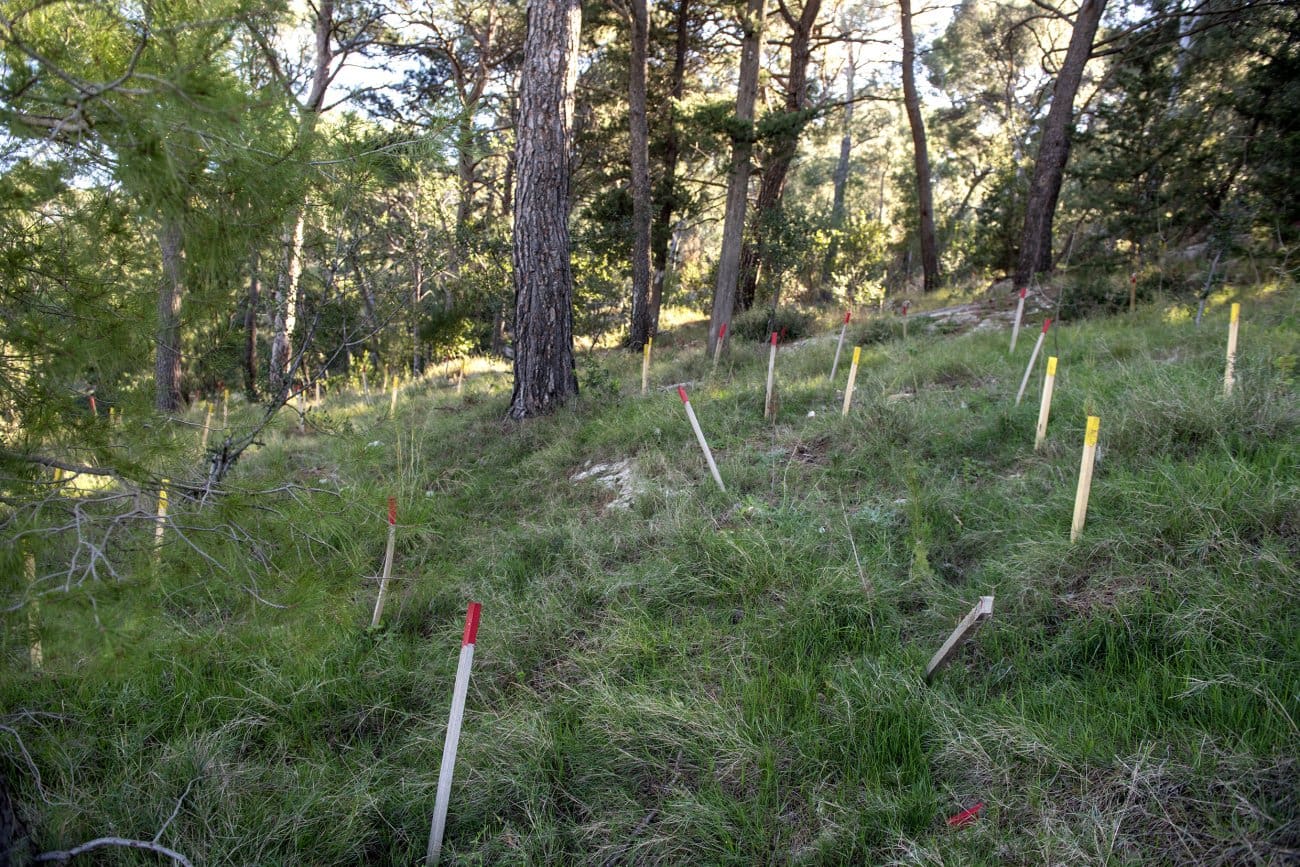 posumljavanje marjan foto press 1