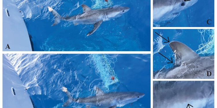 Velika bijela psina kod Rogoznice: Nova studija otkriva zašto mladi morski psi biraju Jadran