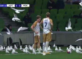 Australija, galebovi napadaju teren u Melbourne Victory-Newcastle Jets