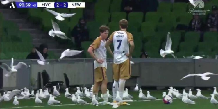 Australija, galebovi napadaju teren u Melbourne Victory-Newcastle Jets
