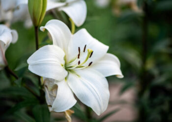 Bijeli ljiljan jedan je od cvjetova Uskrsa, spominje se i u Bibliji